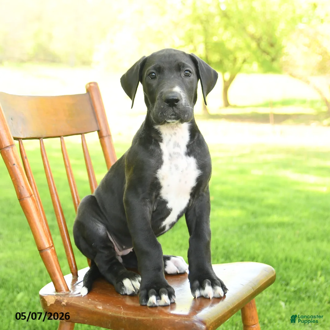 Great Dane dogs for sale: Nikki - Ad 1