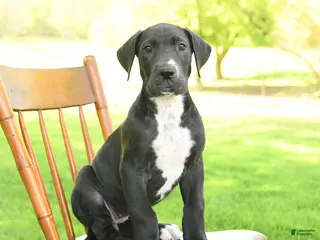 Great Dane dogs for sale: Nikki - Ad 3