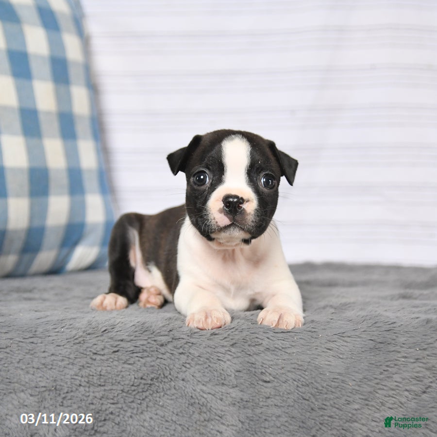 Boston Terrier dogs Rascal - Ad 2