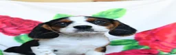 Beaglier dogs for sale: Clark - Ad 3