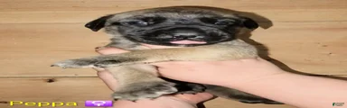 Peppa