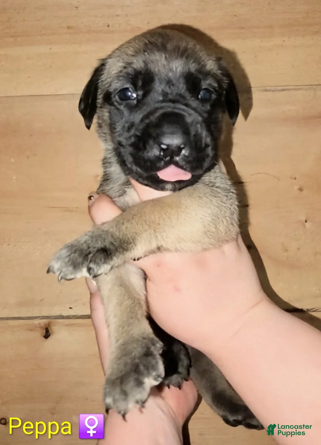 English Mastiff dogs for sale: Peppa - Ad 1
