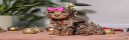 Cockapoo dogs for sale: Ivy - Ad 2