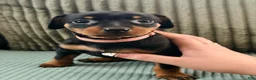 Miniature Pinscher dogs for sale: Lily - Ad 1