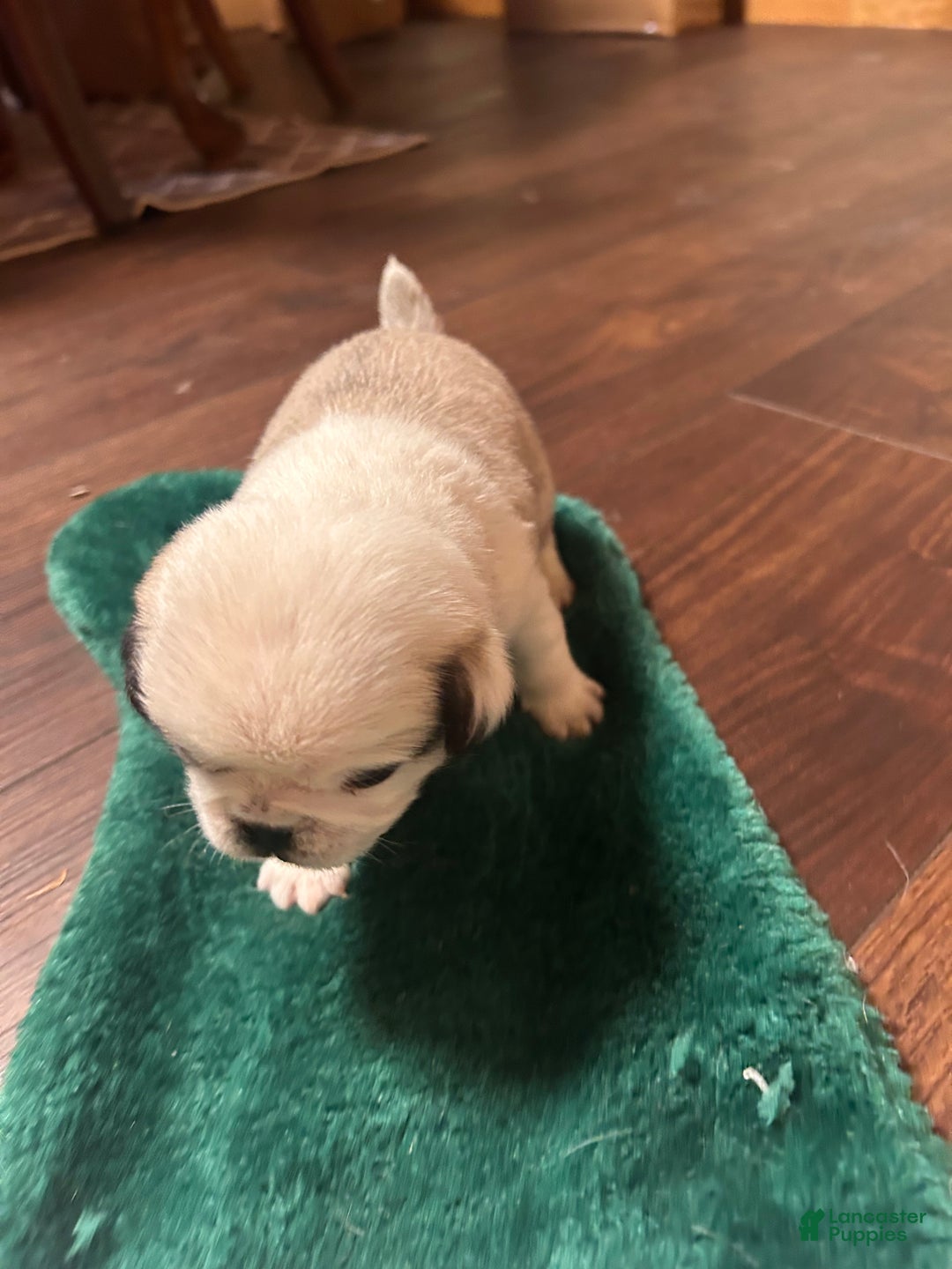 Pug dogs for sale: Mable - Ad 6