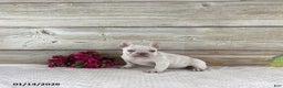 French Bulldog dogs for sale: Kody - Ad 1