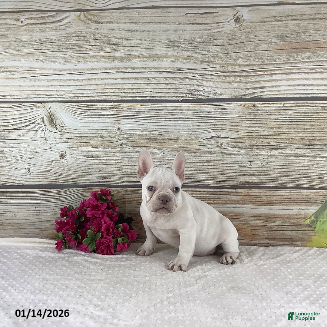 French Bulldog dogs for sale: Kody - Ad 1