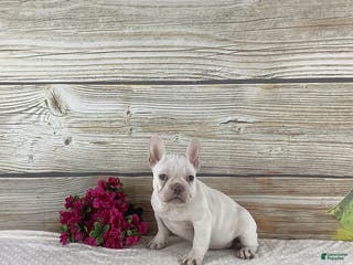 French Bulldog dogs Kody - Ad 38