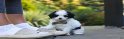 Cavapoo dogs for sale: Brady - Ad 7