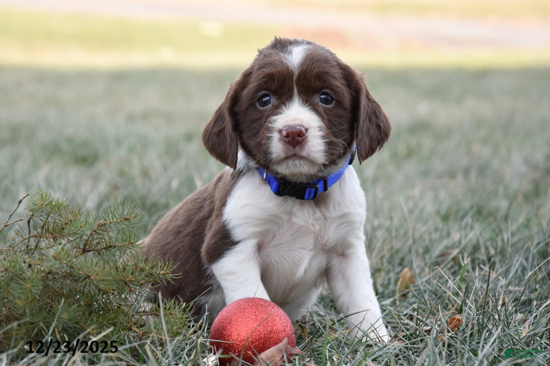 English Springer Spaniel dogs for sale: Marlo - Ad 2