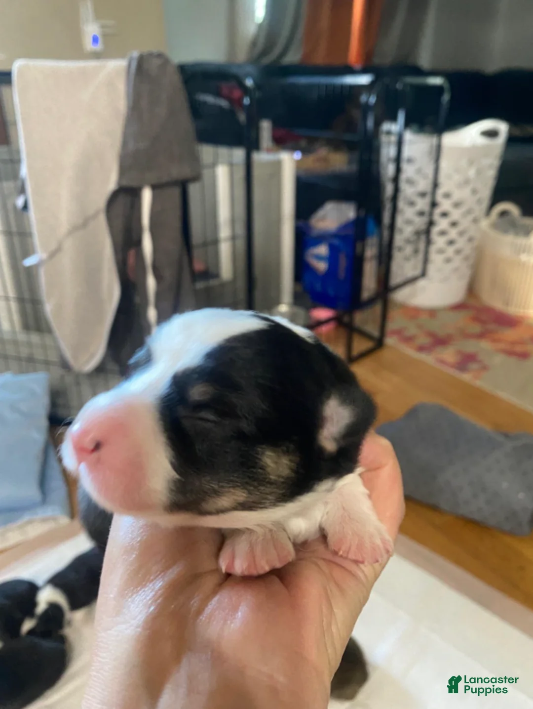 Welsh Corgi Pembroke dogs for sale: Howard - Ad 1