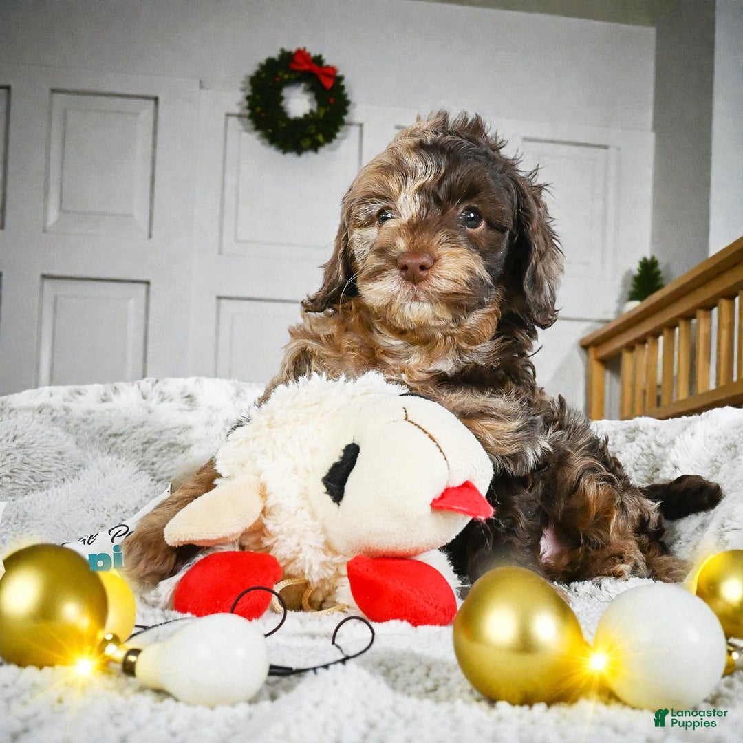 Cockapoo dogs for sale: jasper - Ad 6