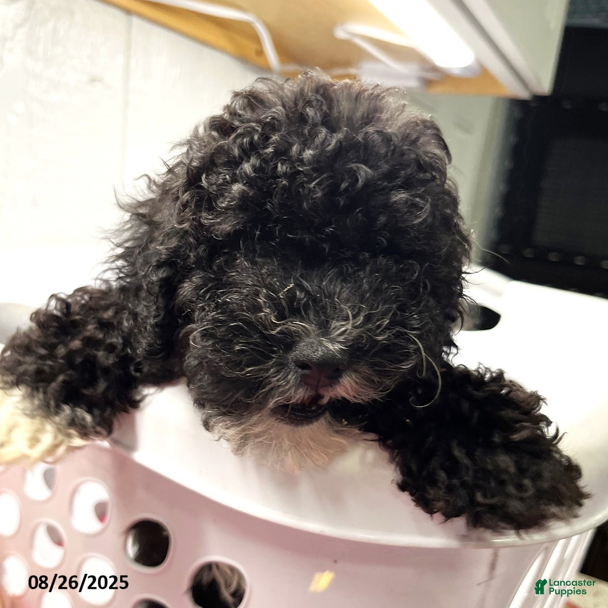 Toy Poodle dogs Amos - Ad 39