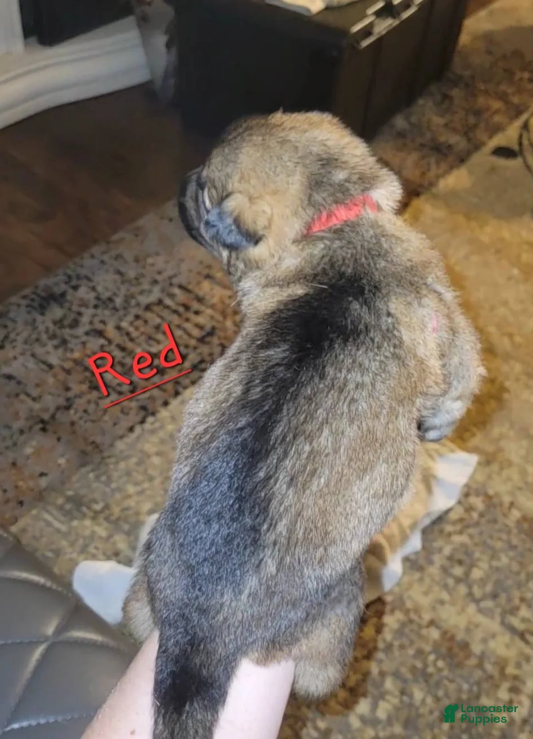 German Shepherd dogs for sale: Akc German Shepherds. 5 BOYS & 5 GIRLS Available! - Ad 16