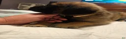 English Mastiff dogs for sale: English Mastiff 7 - Ad 4