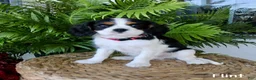 Cavalier King Charles Spaniel dogs for sale: Flint - Ad 4