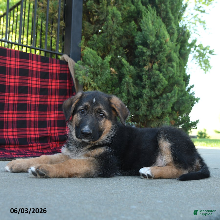 Mixed Breed dogs Roman  - Ad 2