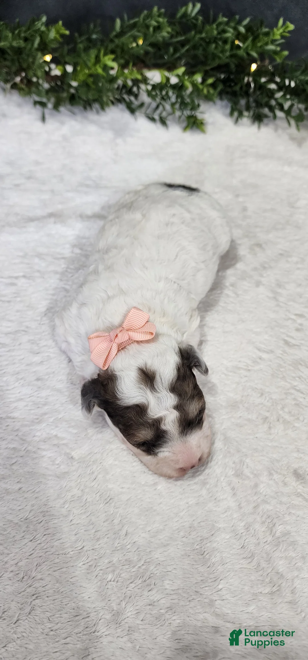 Miniature Poodle dogs for sale: Princess  - Ad 3