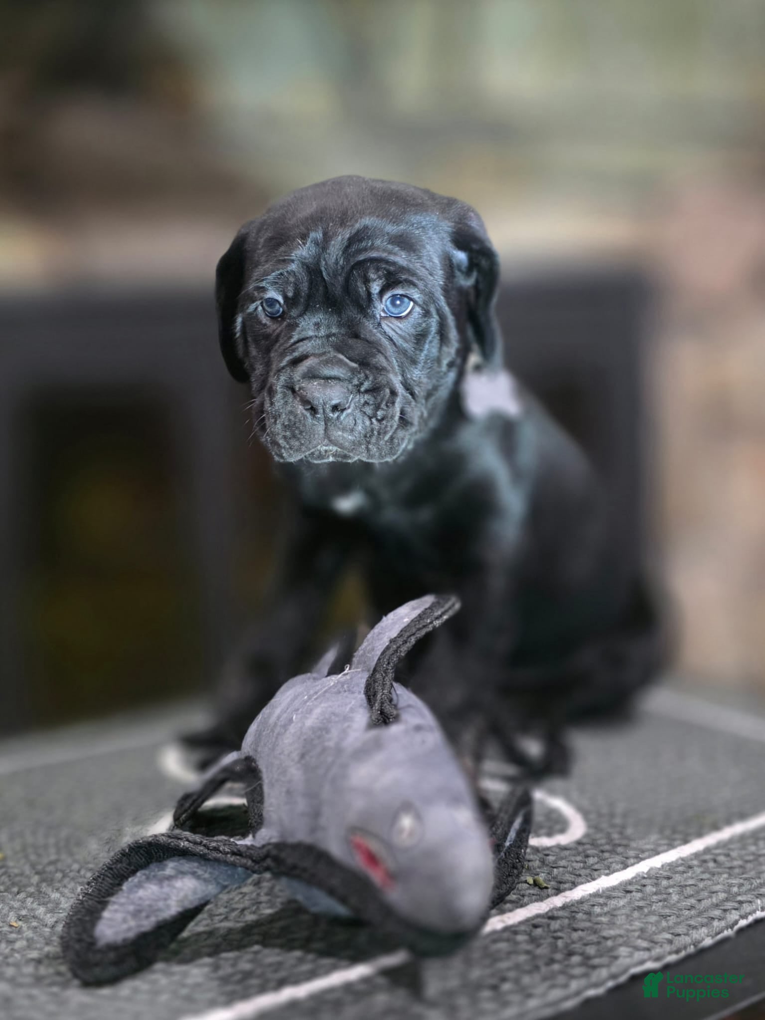 Cane Corso dogs Soren - Ad 1
