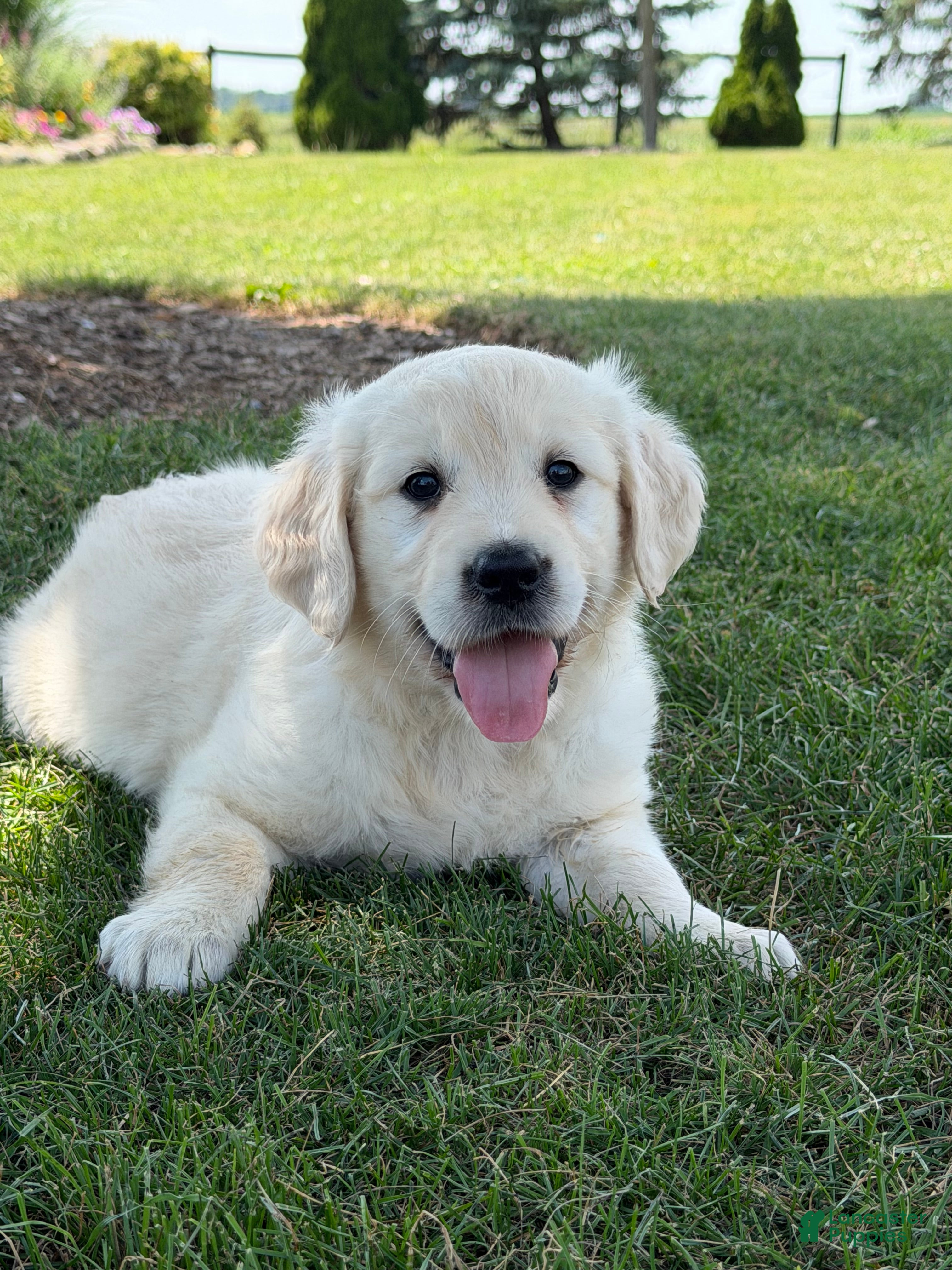 Golden Retriever dogs Peach - Ad 1