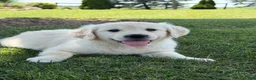 Golden Retriever dogs for sale: Peach - Ad 1
