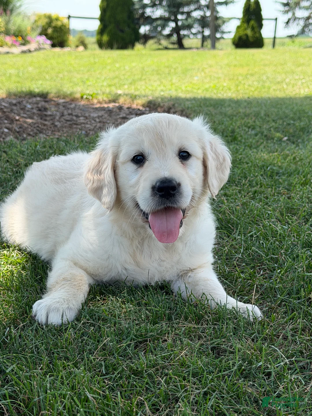 Golden Retriever dogs for sale: Peach - Ad 1