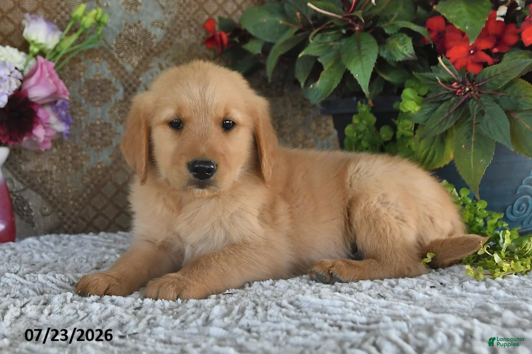Golden Retriever dogs for sale: Gilbert - Ad 1