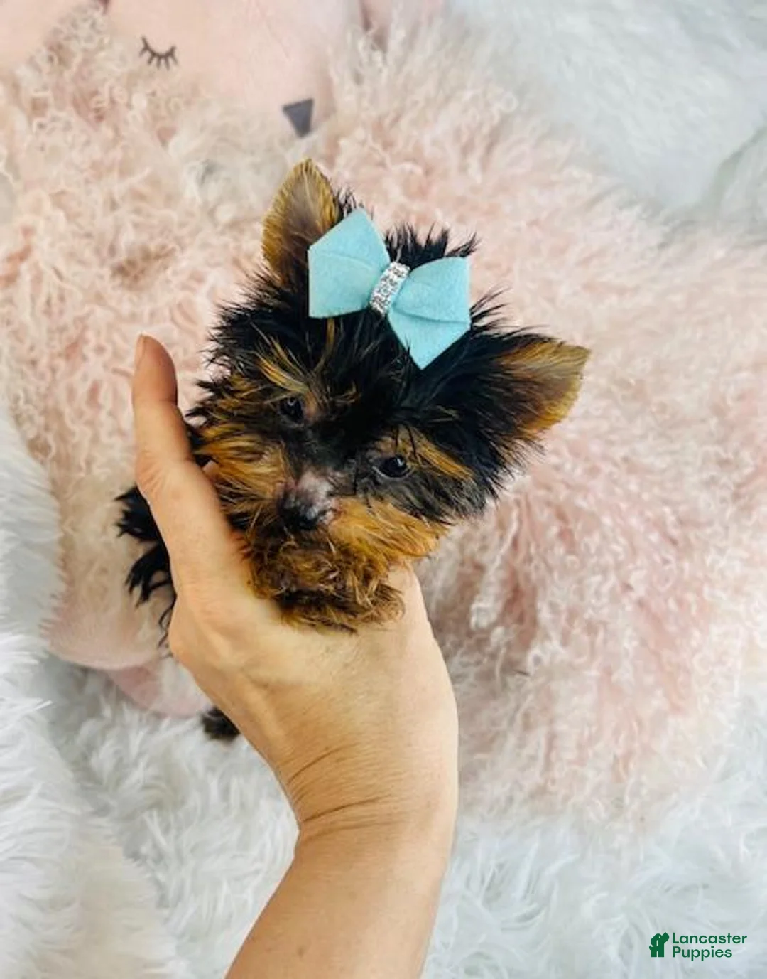 Yorkshire Terrier dogs for sale: Yorkshire Terrier Puppy 1 - Ad 3