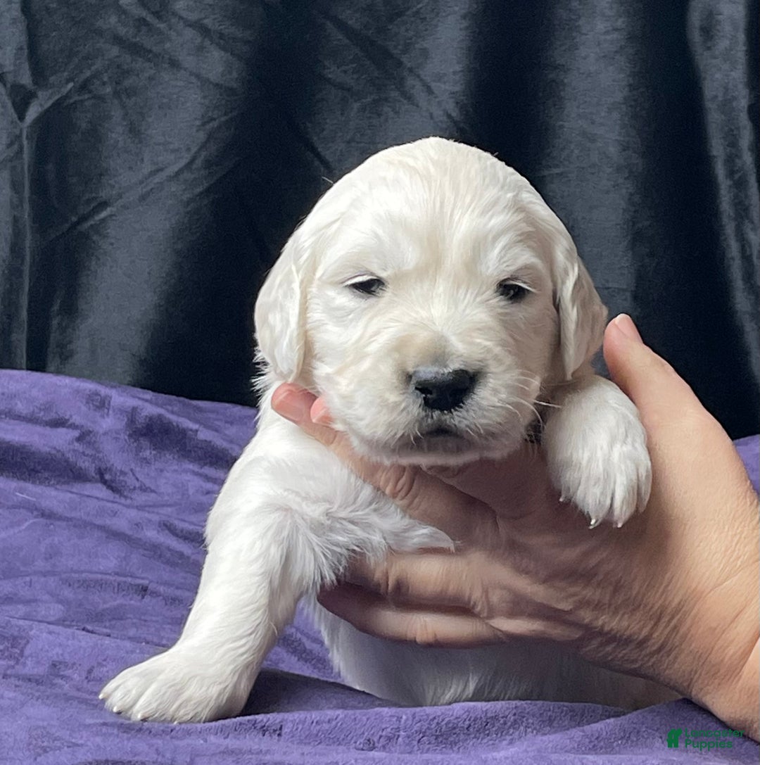 Golden Retriever dogs for sale: Clemson - Ad 3