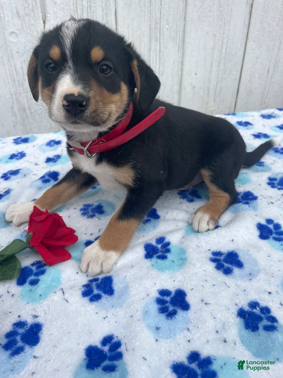 Mixed Breed dogs for sale: Baxter - Ad 4