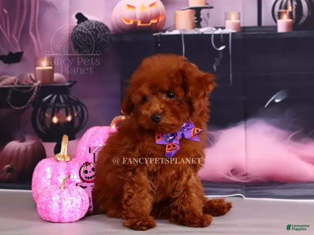 Toy Poodle dogs for sale: Keeper of secrets - Ad 1
