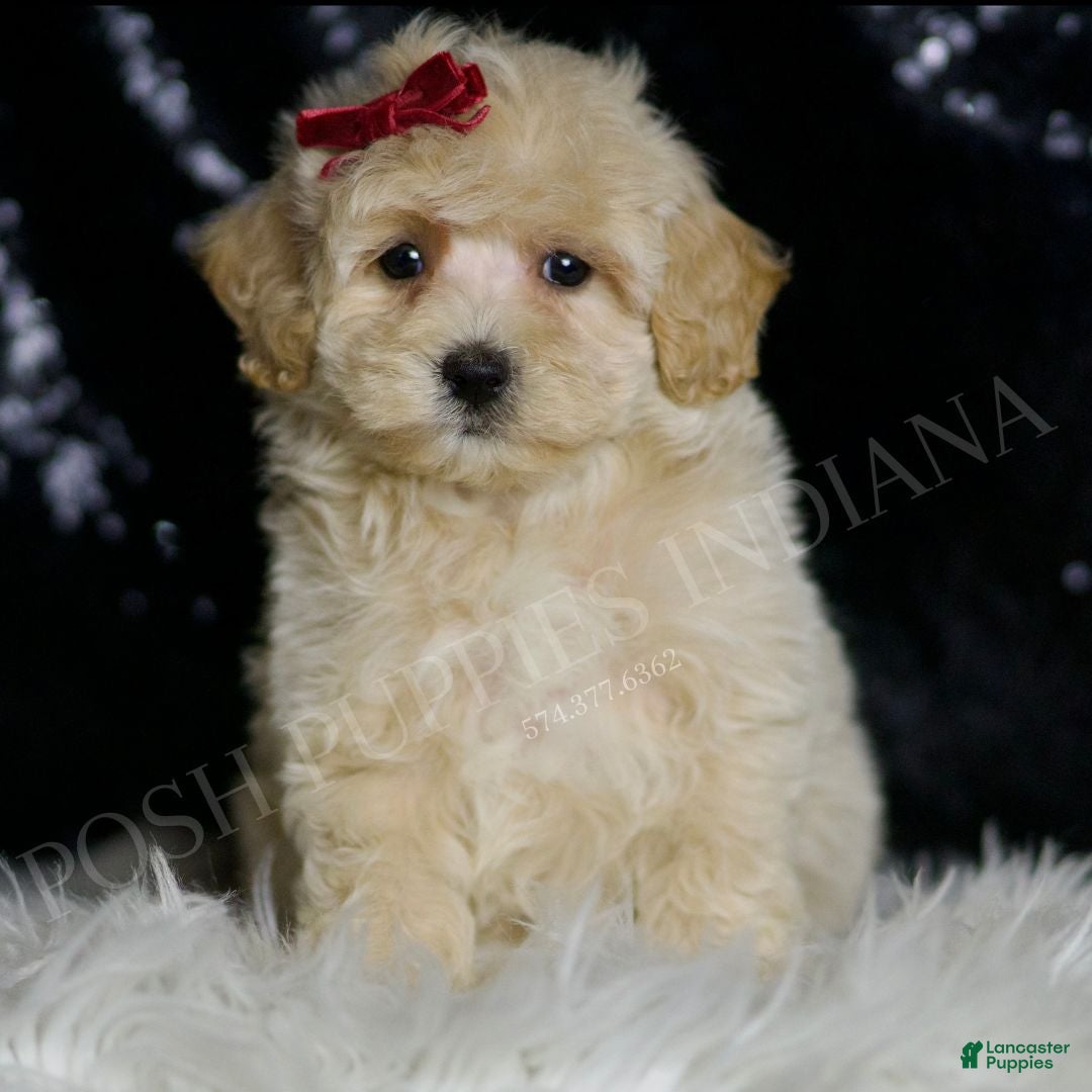 Maltipoo dogs Pippa - Ad 9