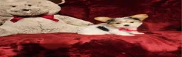 Yorkshire Terrier dogs for sale: CHANEL - Ad 2