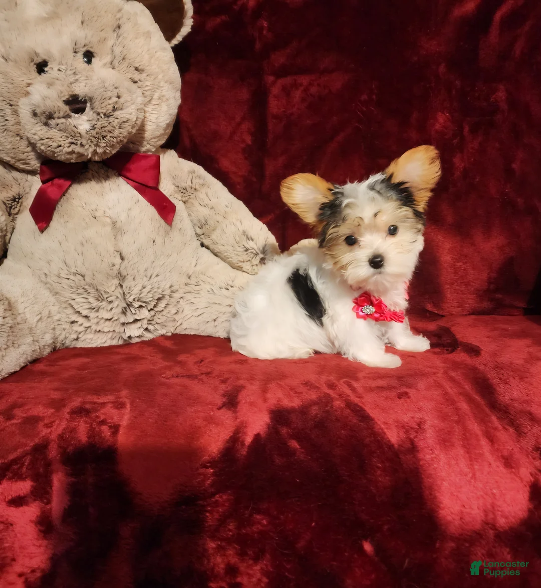 Yorkshire Terrier dogs for sale: CHANEL - Ad 2