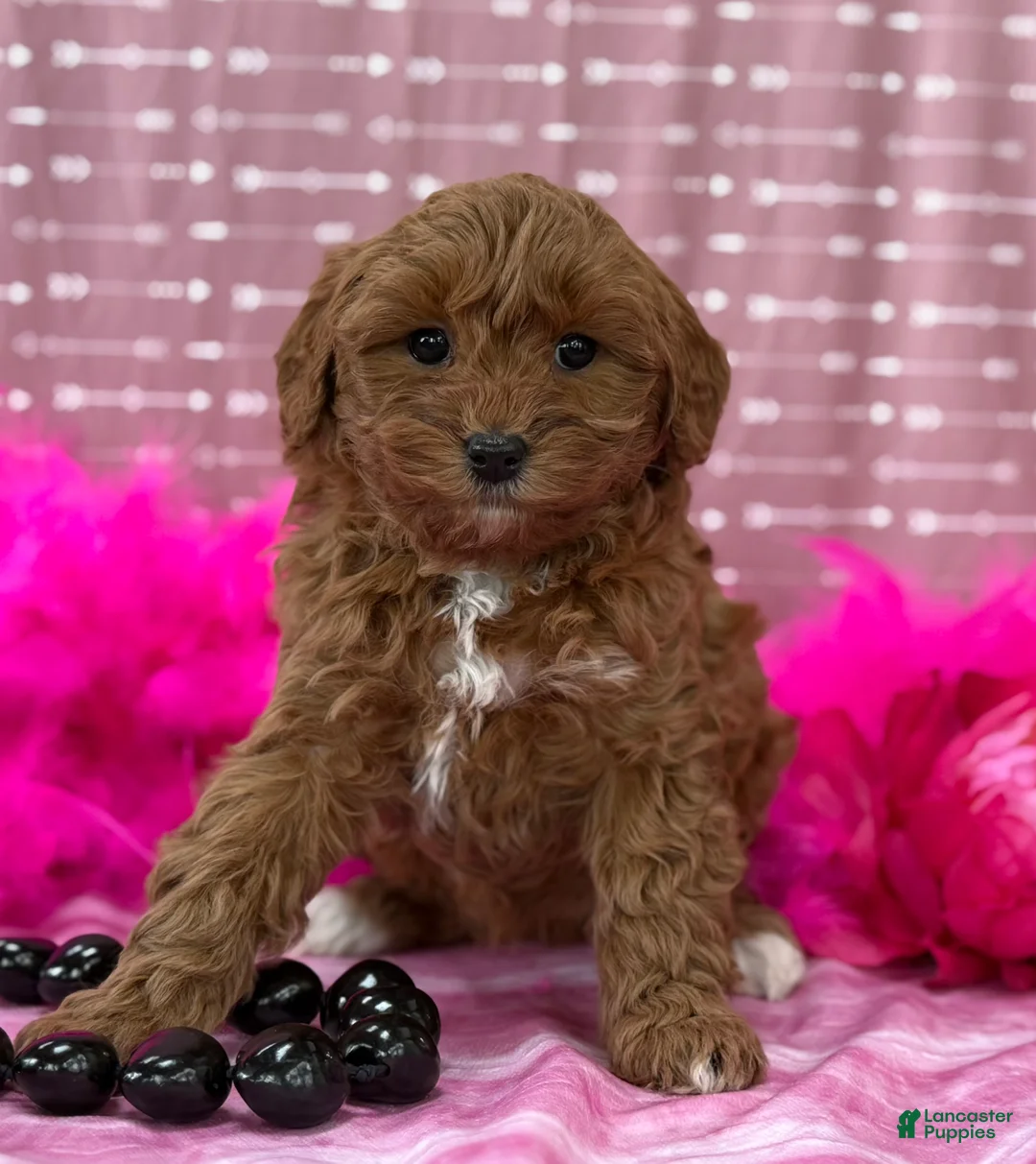 Cavapoo dogs for sale: Dulcie  - Ad 7
