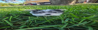 Morkie Puppy 1