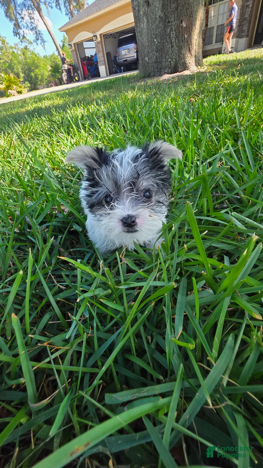 Morkie dogs for sale: Morkie Puppy 1 - Ad 1