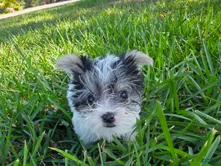 Morkie dogs for sale: Morkie Puppy 1 - Ad 2