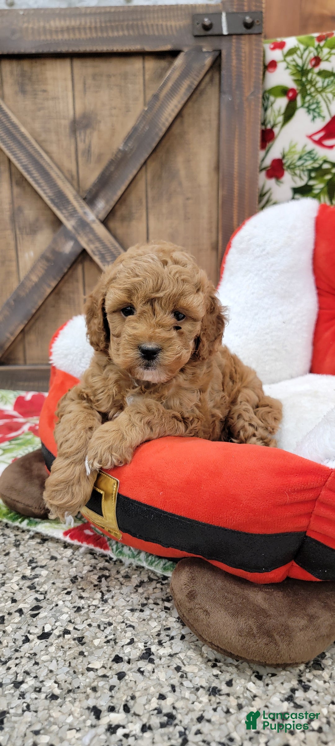 Cavapoo dogs for sale: Santa - Ad 1
