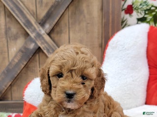 Cavapoo dogs for sale: Santa - Ad 1
