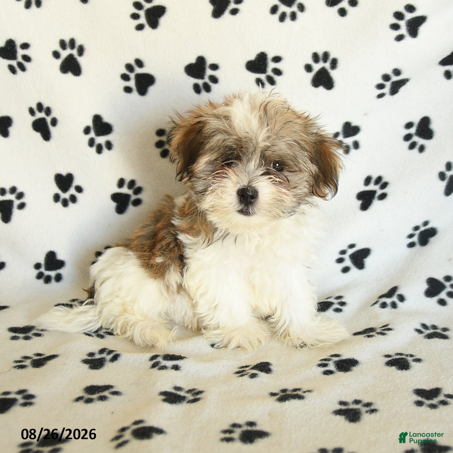 Shorkie dogs Ivanhoe - Ad 1