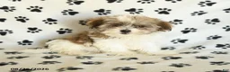 Shorkie dogs for sale: Ivanhoe - Ad 1