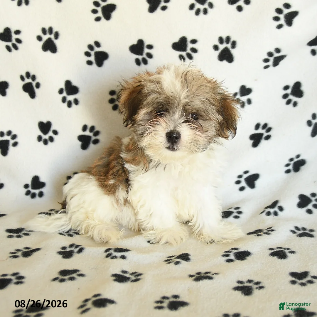 Shorkie dogs for sale: Ivanhoe - Ad 1