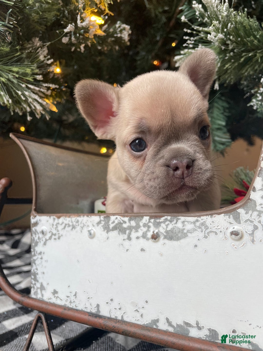 French Bulldog dogs for sale: Bella - Ad 4