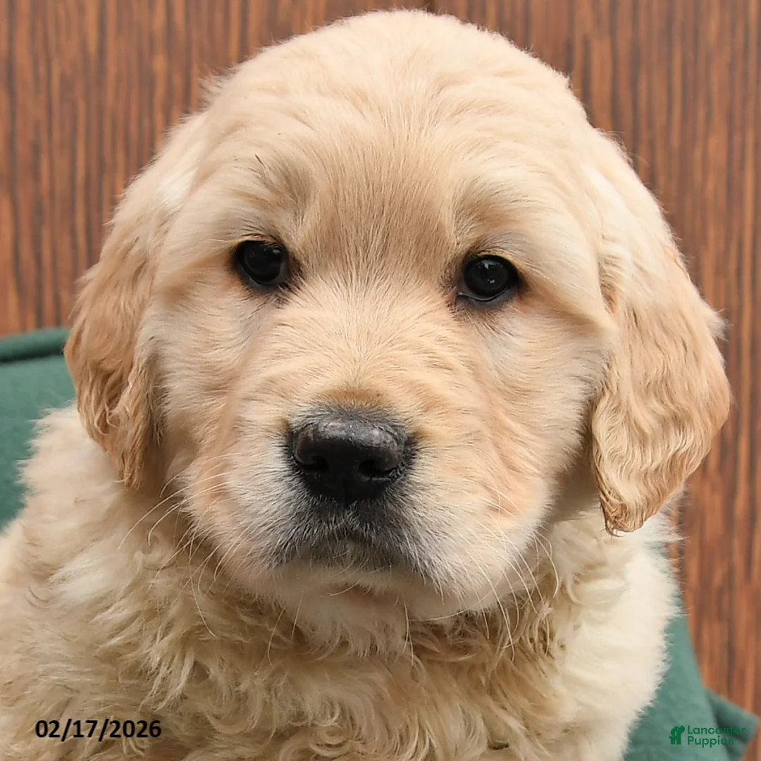 Golden Retriever dogs for sale: Buster - Ad 3