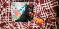 Pomeranian dogs Luther Lex the Great - Ad 11