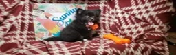 Pomeranian dogs for sale: Luther Lex the Great - Ad 1