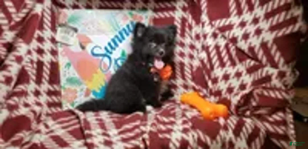 Pomeranian dogs for sale: Luther Lex the Great - Ad 1