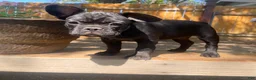 French Bulldog dogs for sale: Alkali - Ad 1