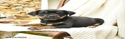 Mixed Breed dogs for sale: Honolulu - Ad 2